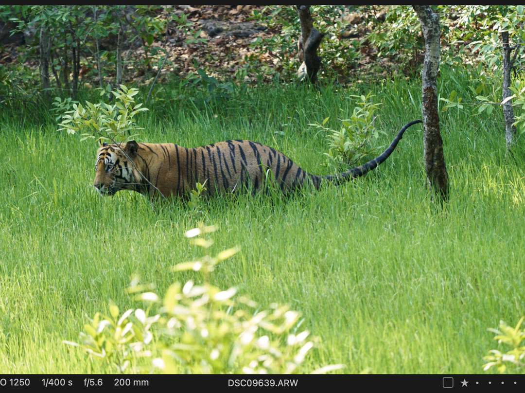 Wild Voyager-纽约市必去景点