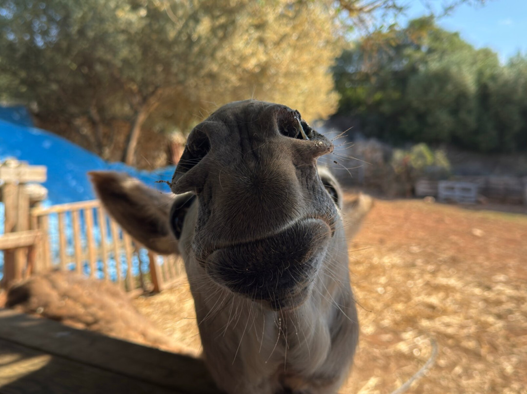 Menorca Donkey Rescue-阿拉约尔必去景点