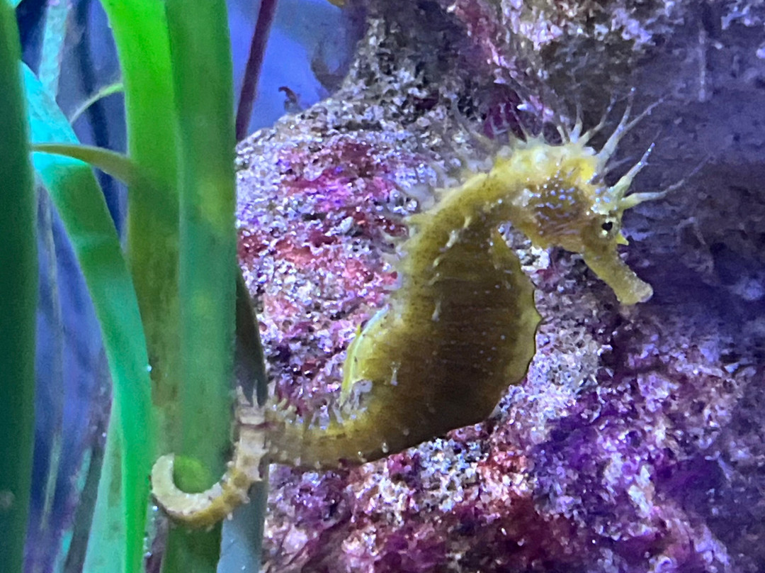 Aquarium Boka-科托尔必去景点