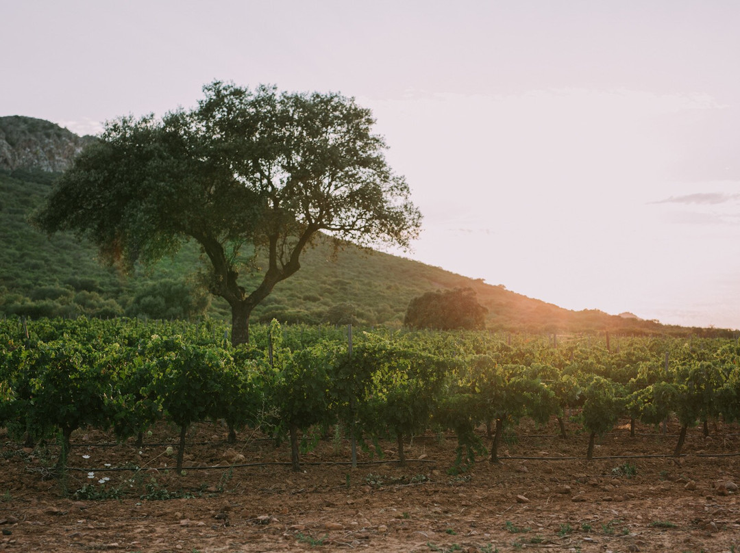 Valdealto Winery-梅里达必去景点