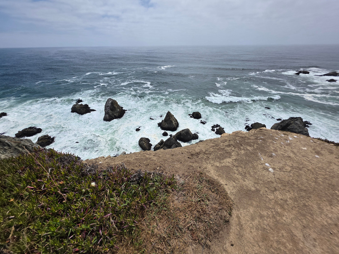 Bodega Head景点图片
