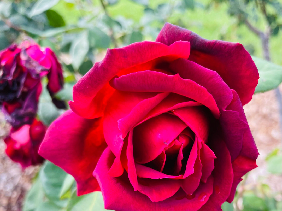 Henry Lawson Memorial