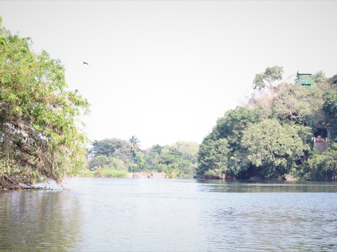 Ranganathittu Bird Sanctuary景点图片