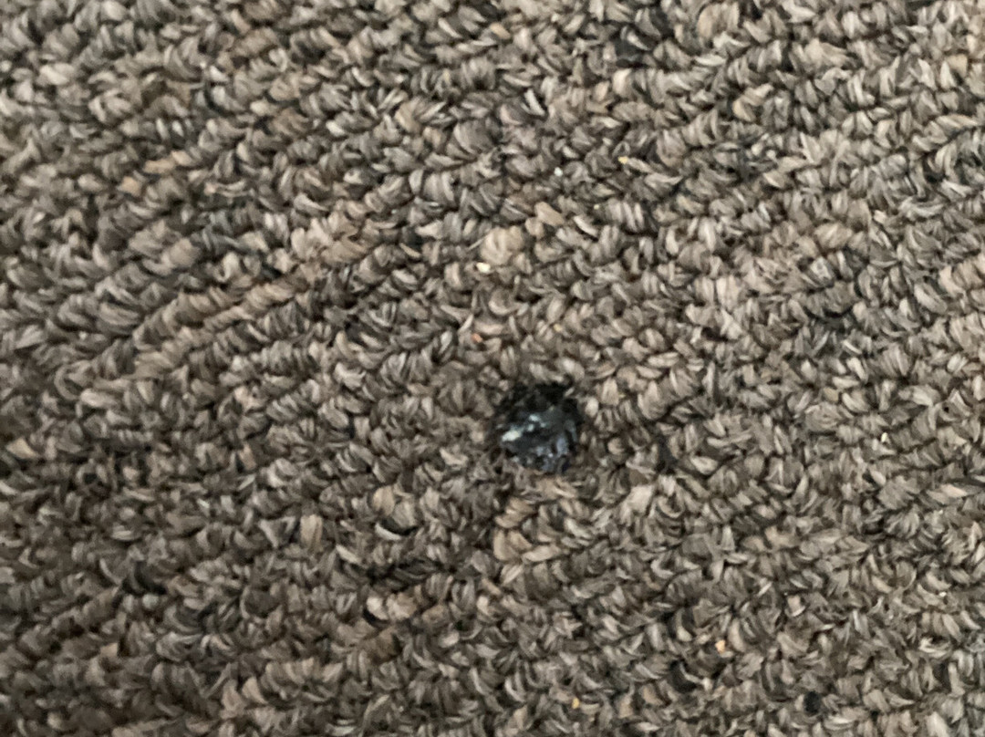 Super 8 by Wyndham Morden主图