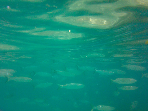 Chileno Bay Los Cabos-卡波圣卢卡斯必去景点
