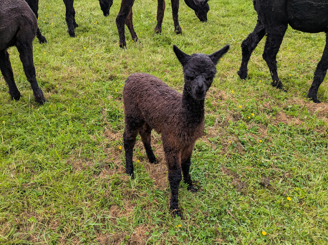 Alpaca Encounters-赫克瑟姆必去景点