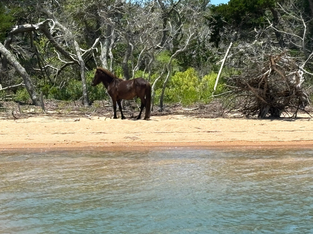H2O Captain Eco-Tour Private Boat Excursions-莫尔黑德城必去景点