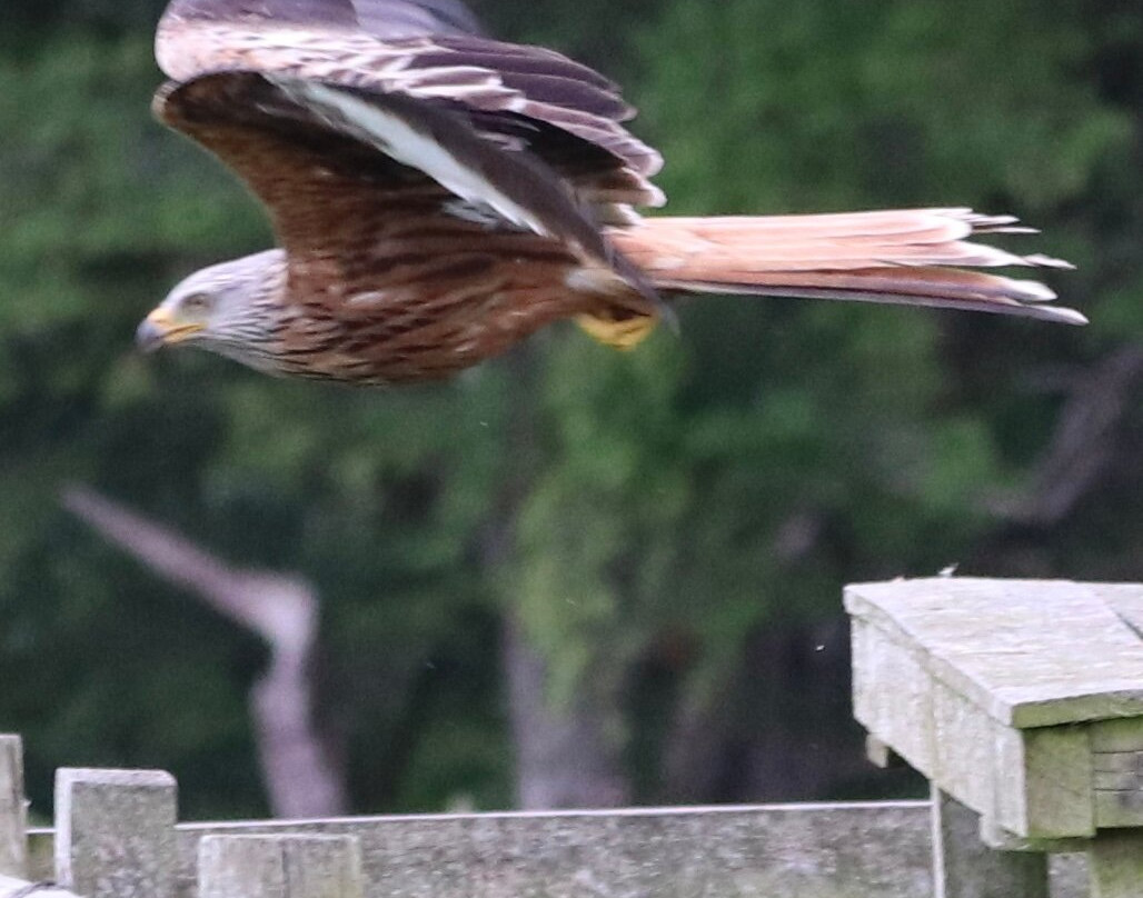 Bellymack Hill Farm - Kite Feeding Station-Laurieston必去景点
