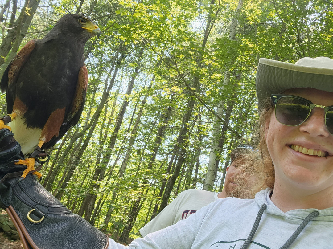 Monadnock Falconry-Temple必去景点
