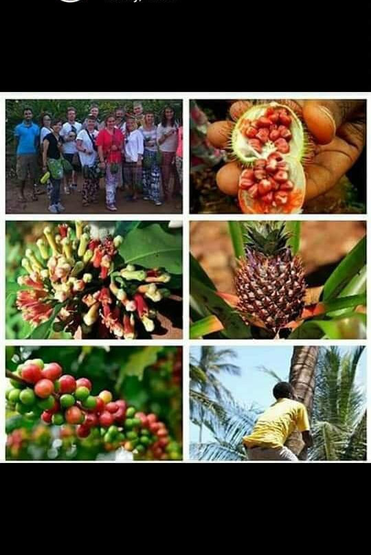The Hill Kidichi Spice Farm-桑给巴尔岛必去景点