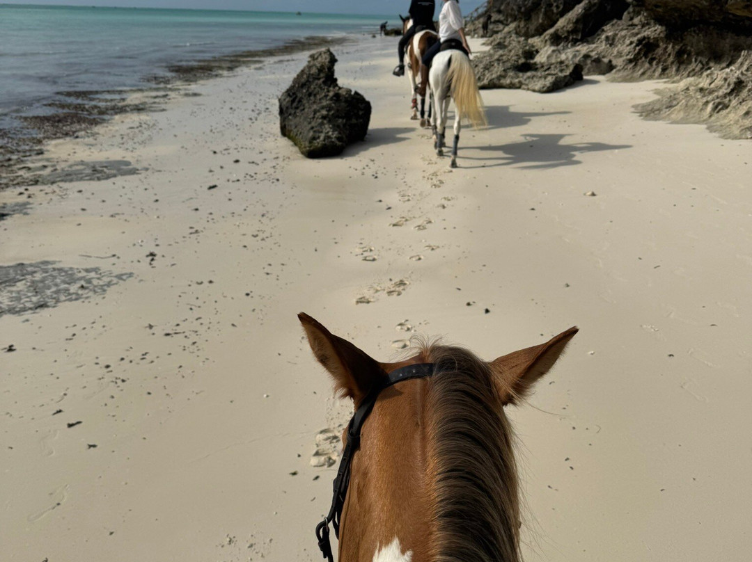 Zanzibar Horse Club-孥归必去景点