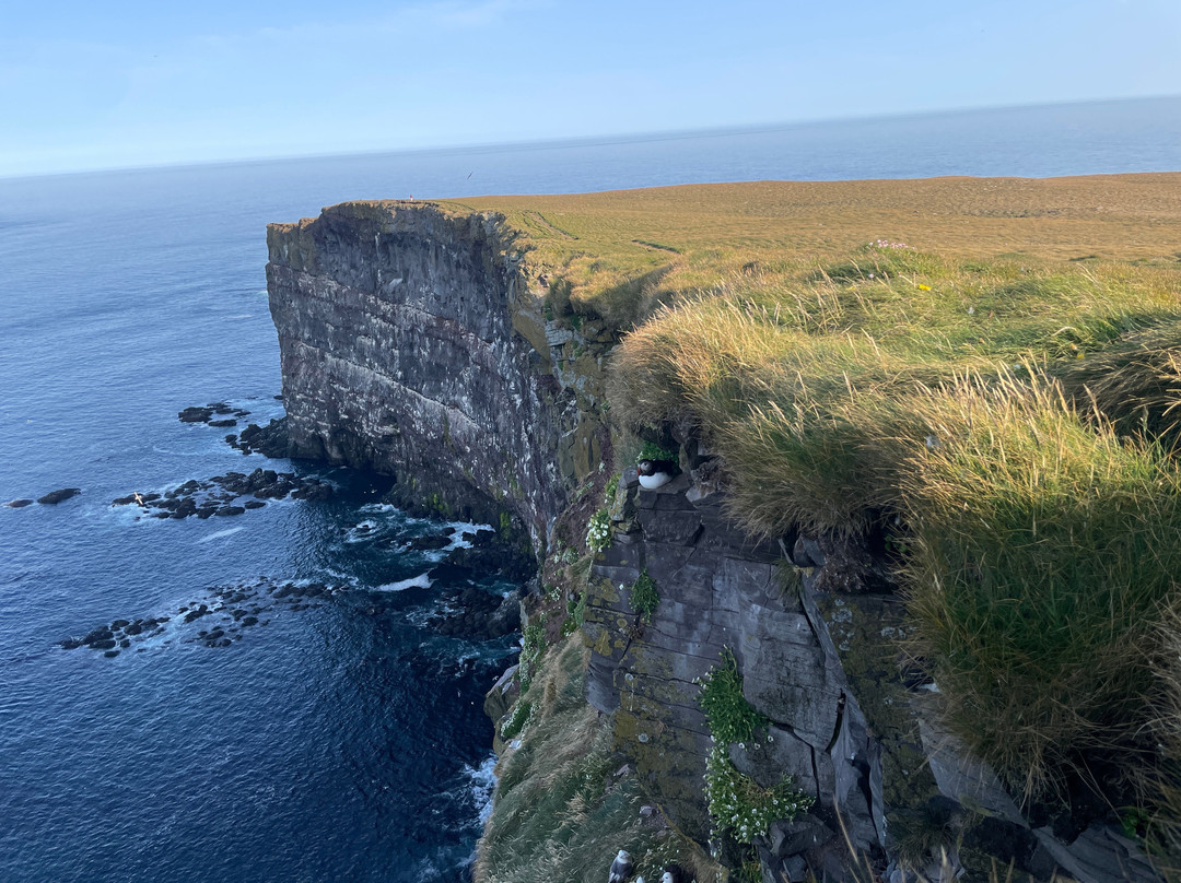 Latrabjarg bird cliffs-Latrabjarg必去景点