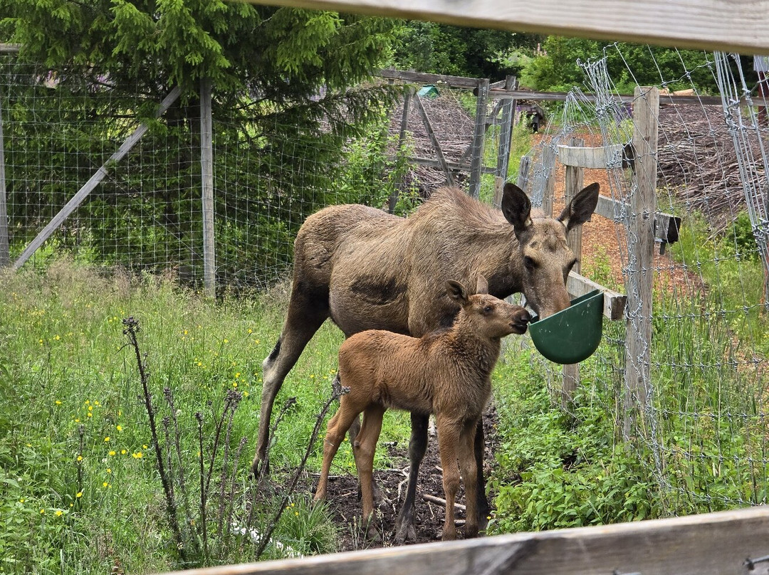 Varmlands Moose Park-Eksharad必去景点