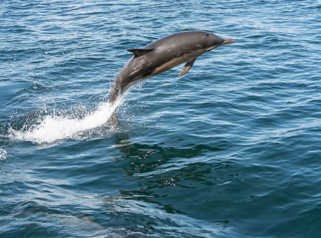 Mull Wildlife Breaks-Salen必去景点