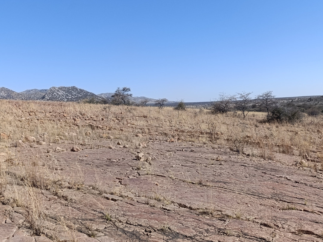 Dinosaur's Tracks主图