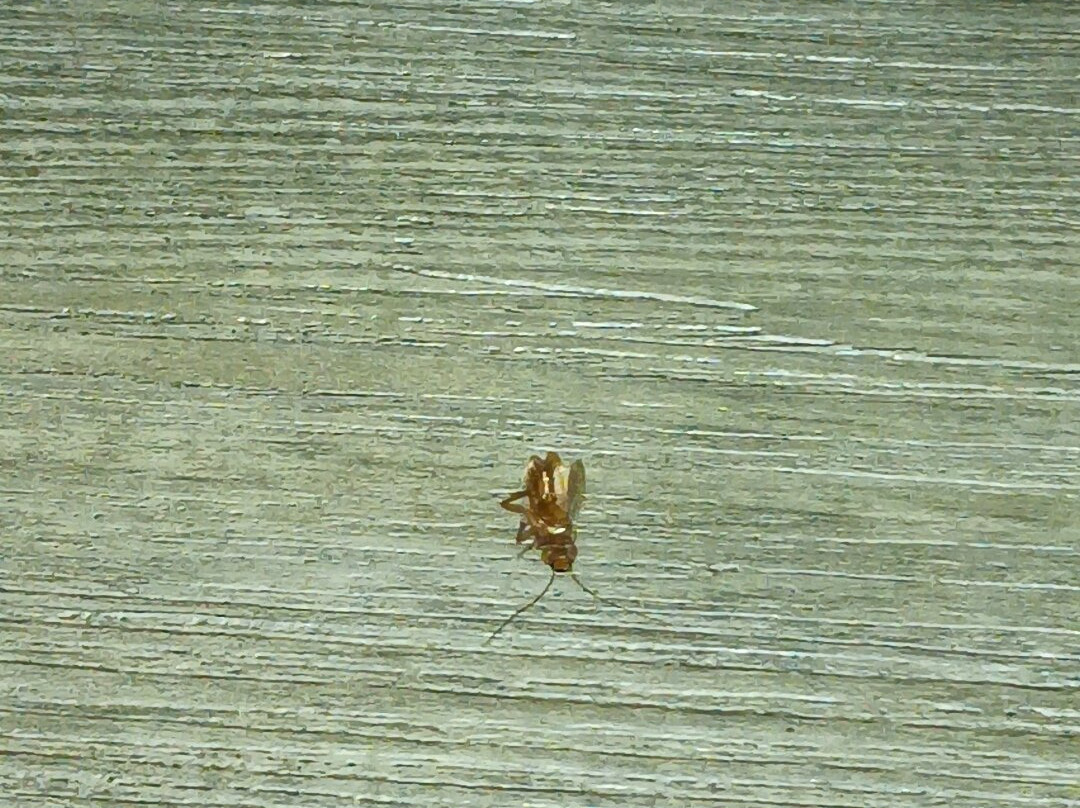 Super 8 by Wyndham Findlay主图