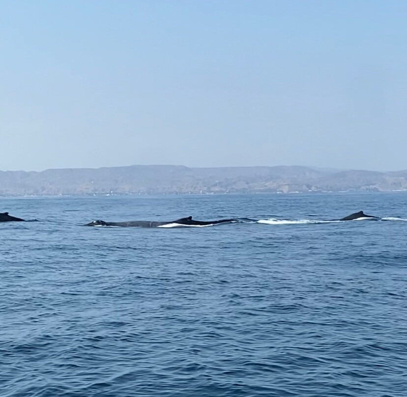 Tours El Pingüino-Organos必去景点