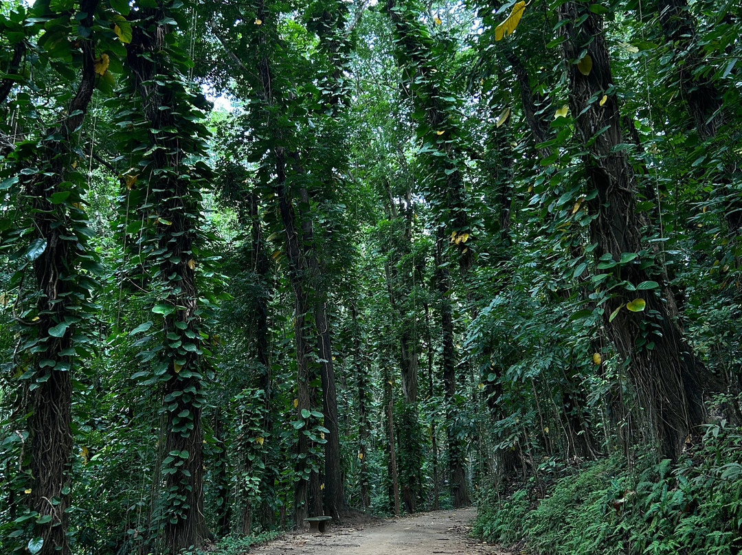 Janaka’s Travel Ways-佩拉德尼亚必去景点