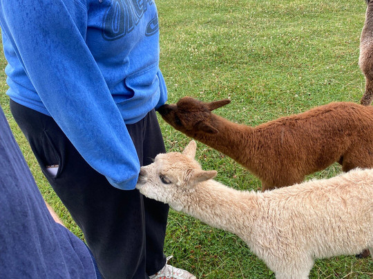 Acton Hill Alpacas-纽卡斯尔安德莱姆必去景点