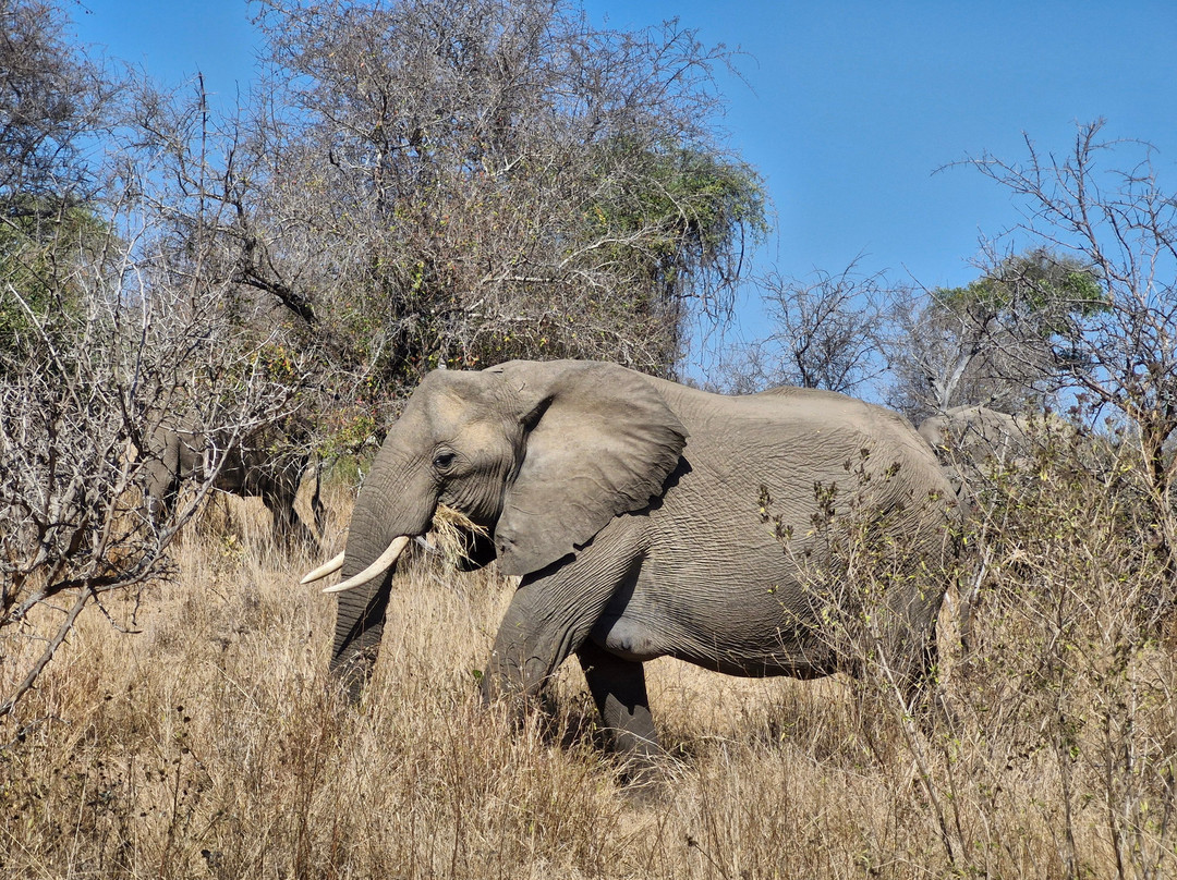 On Safari Africa - Kruger National Park-马里兰必去景点