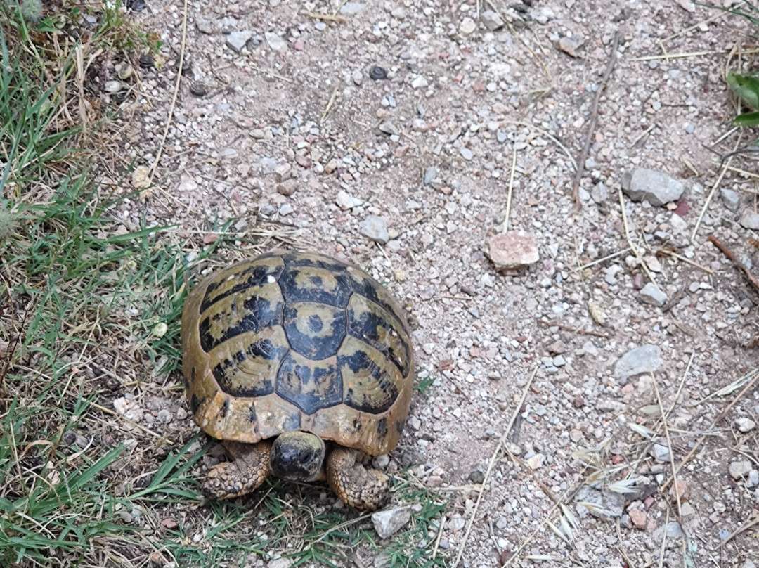 Saint Archangel Michael Cave Church-Struga必去景点