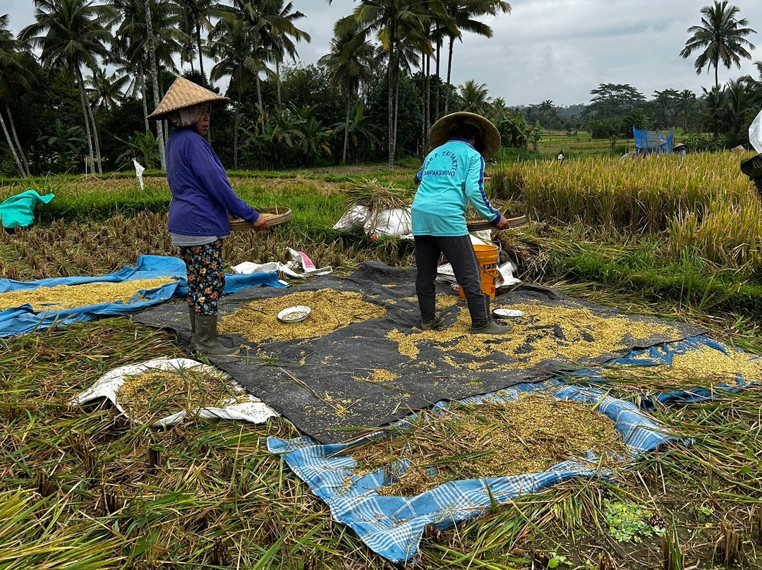 巴厘岛生态游-乌布必去景点