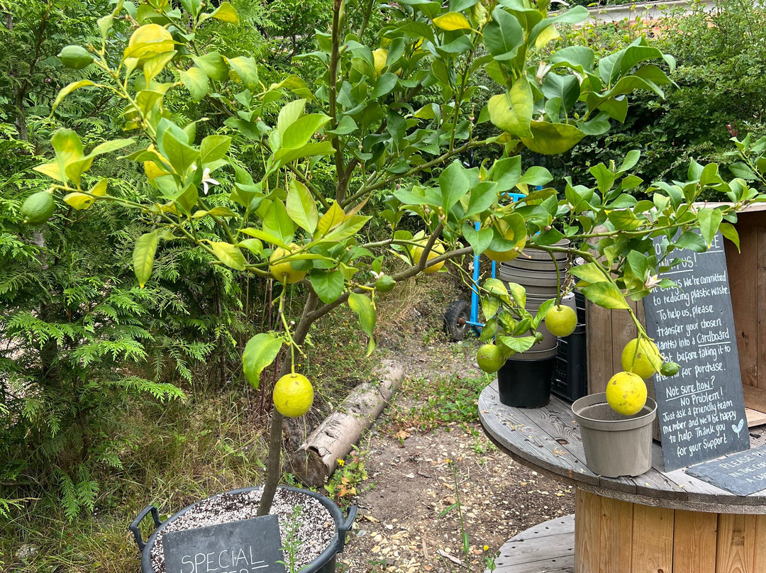 Careys Secret Garden-韦勒姆必去景点