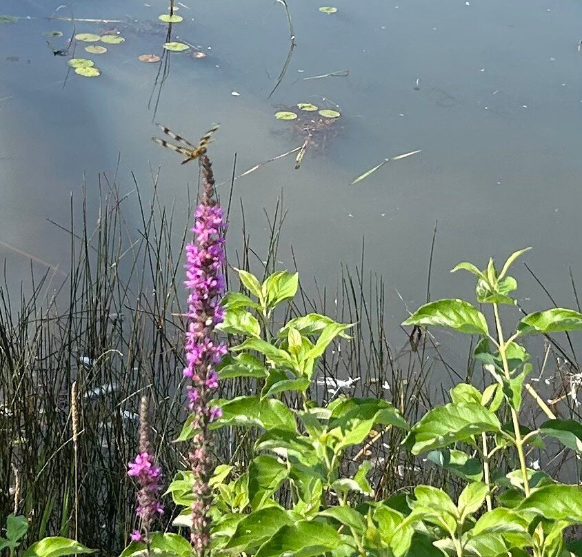 Presqu'ile Provincial Park-Brighton必去景点
