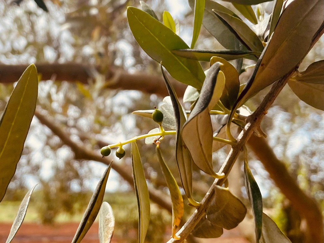 Jacob's Olive-Sveti Filip i Jakov必去景点