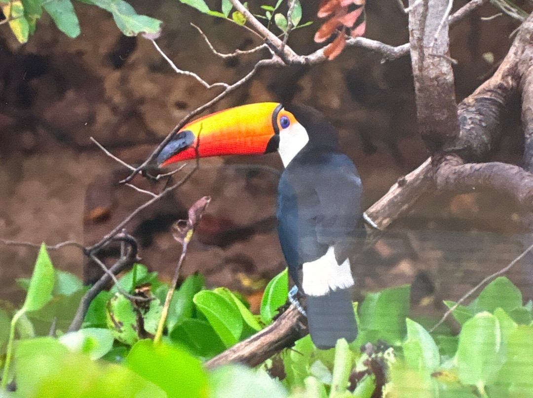 Pantanal Safaris-波科内必去景点