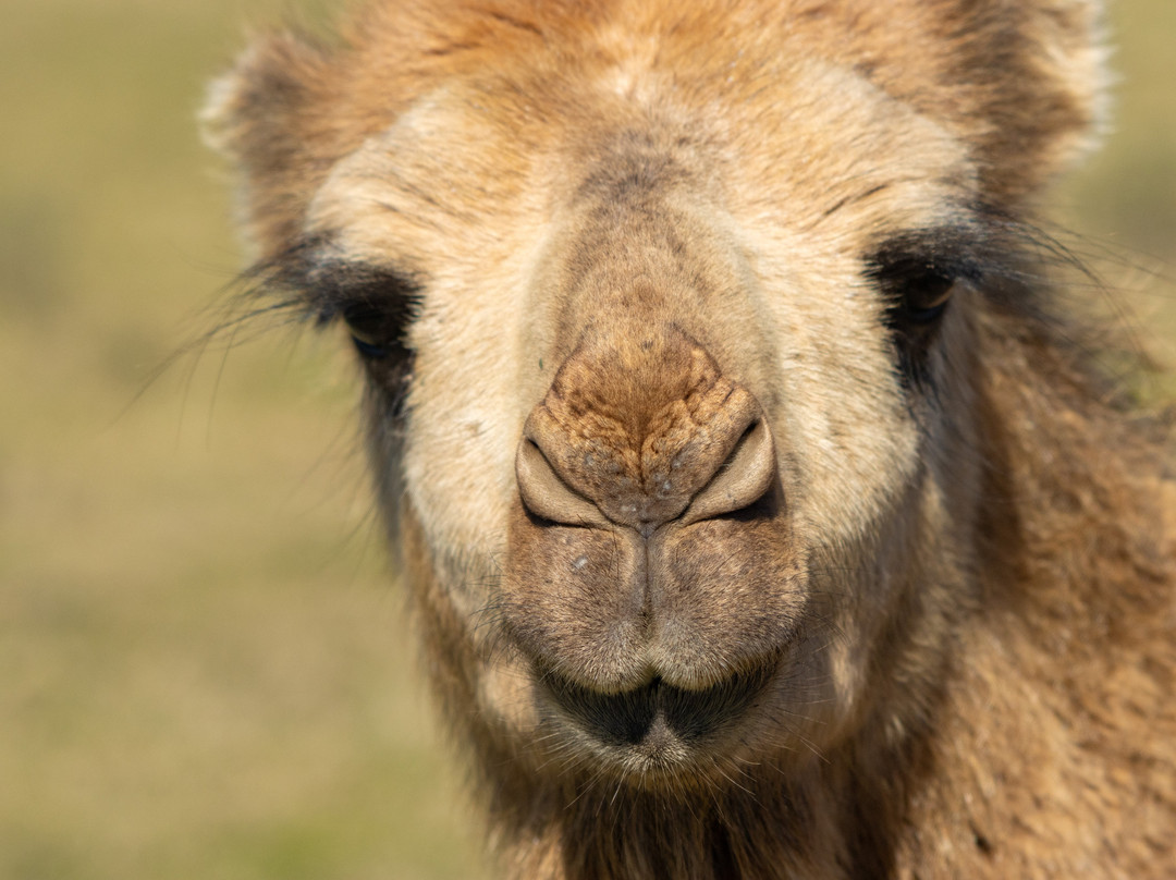 Parque natural de flora y fauna Dr. Talice-Trinidad必去景点