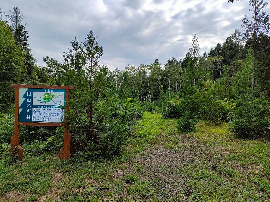 Preserved Japanese Cedars of Tsukigata