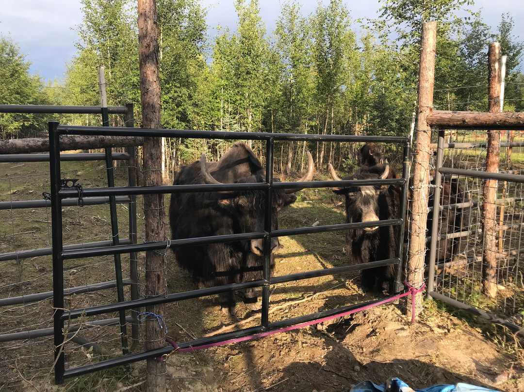 Mammut Mountain Yak Farm-Two Rivers必去景点