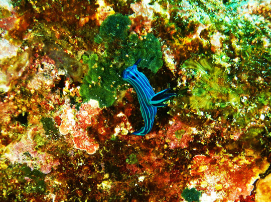 Academy Bay Diving-阿约拉港必去景点