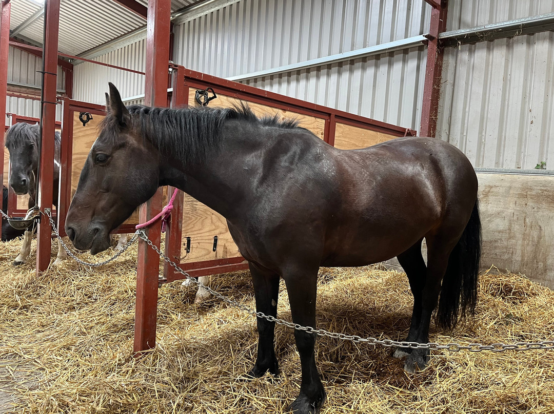 Annaharvey Farm Equestrian Centre-Tullamore必去景点