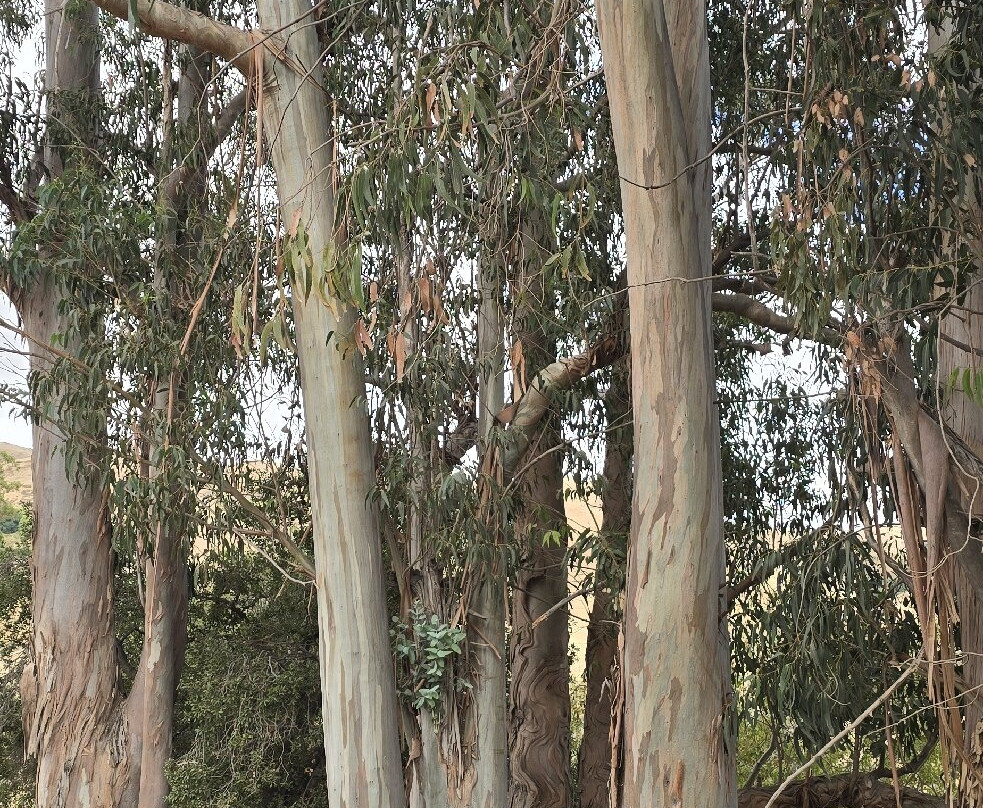Mission Peak Regional Preserve-费利蒙必去景点