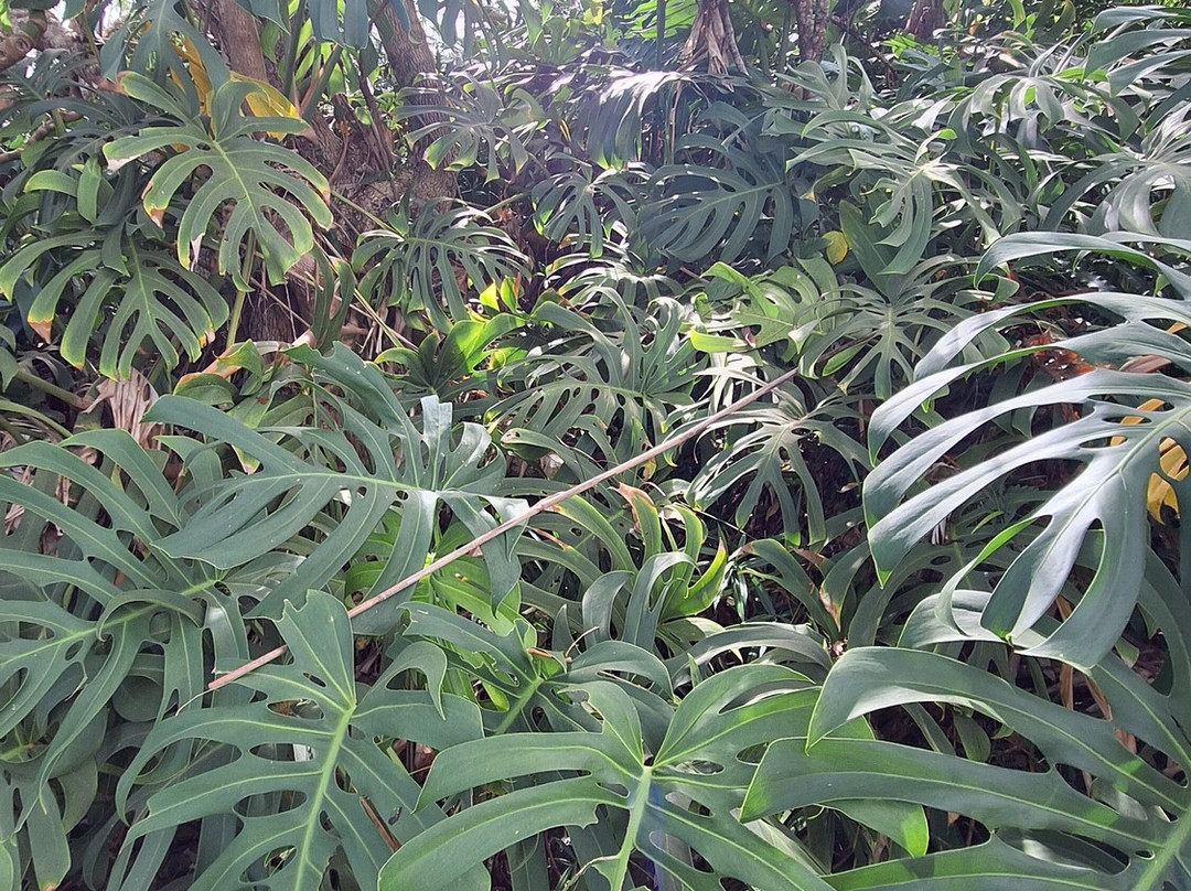 Conservatoire Botanique National-圣亮必去景点