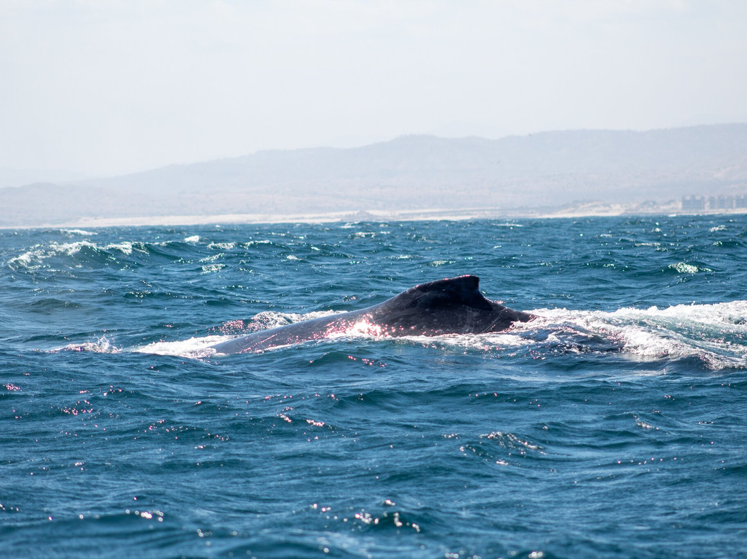Spondylus DC Máncora-Mancora必去景点