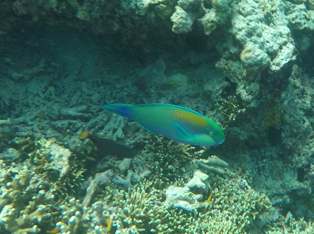 Snorkeling Menjangan-新加拉惹必去景点