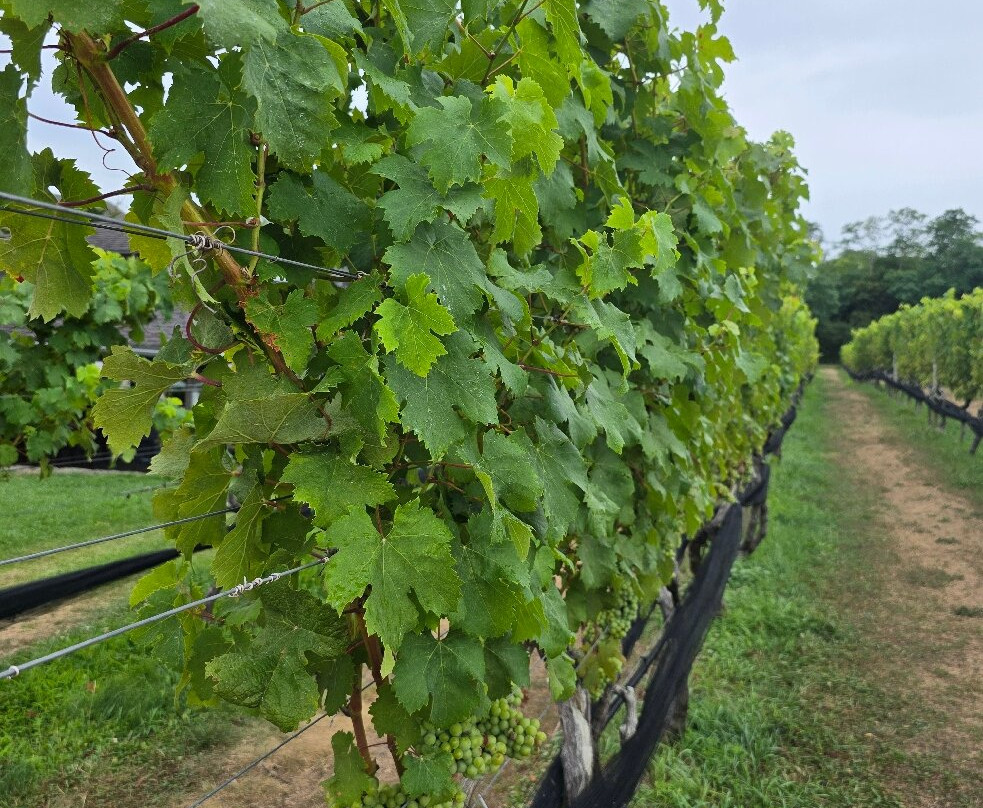 Truro Vineyards-Truro必去景点