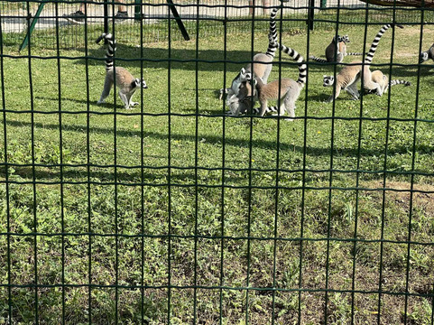 Parc des Grands Félins-Saint-Leger-en-Bray必去景点