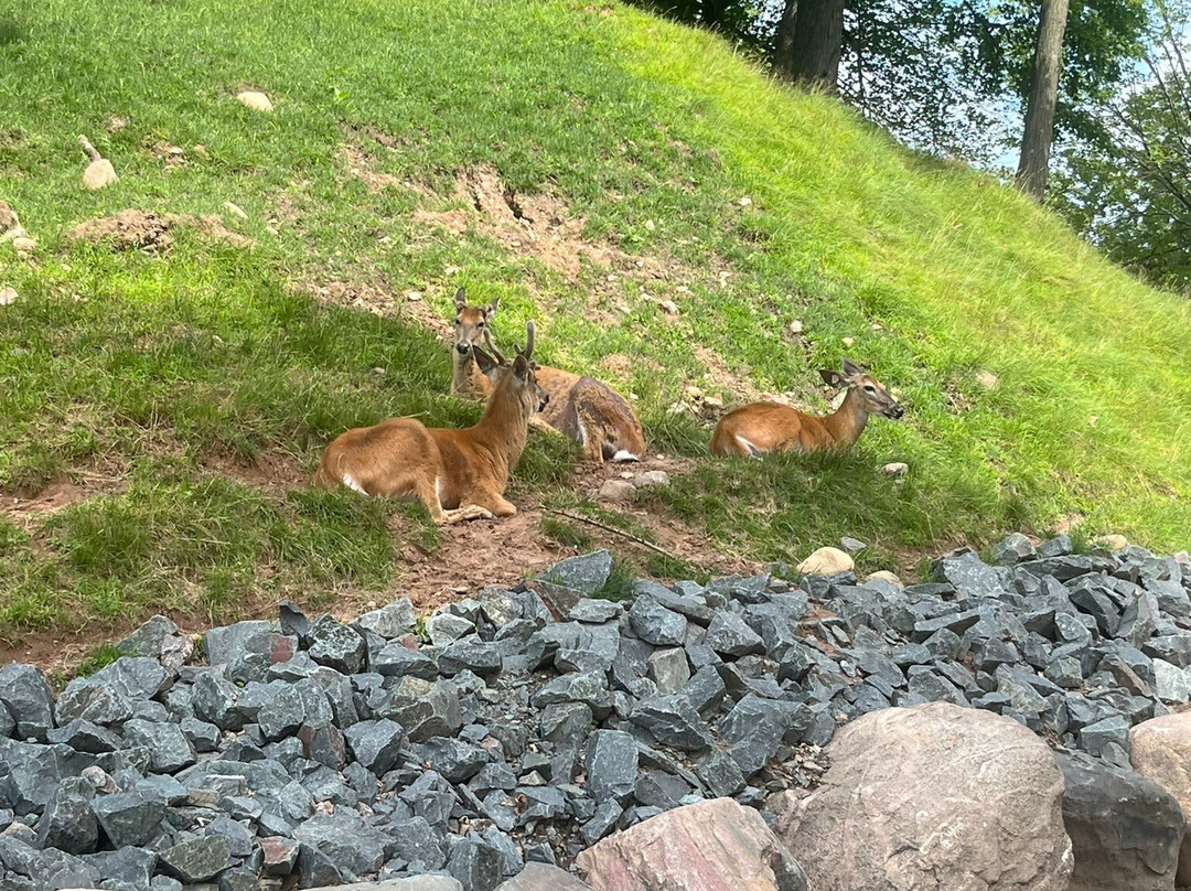 FAWN DOE ROSA Wildlife Educational Park-Saint Croix Falls必去景点