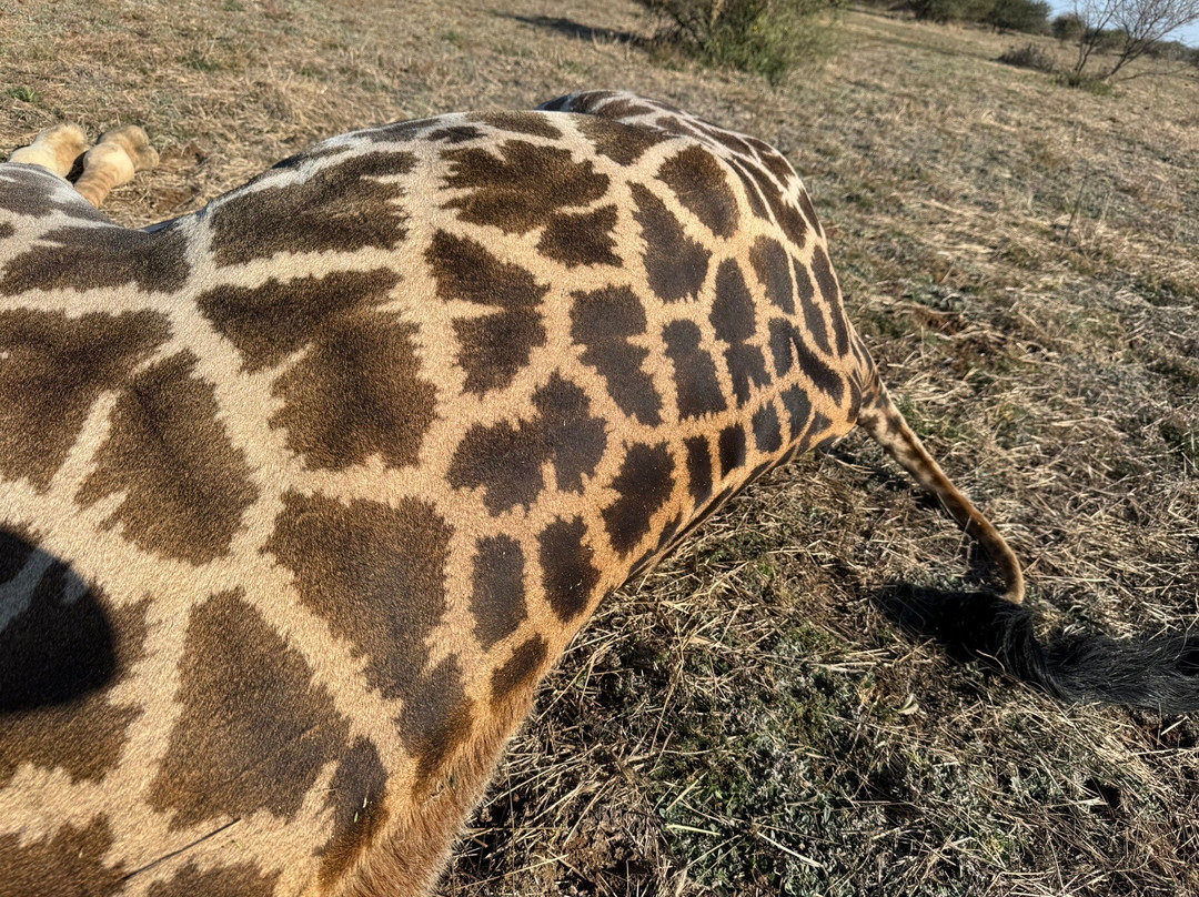 Kuche Safaris-Lephalale必去景点