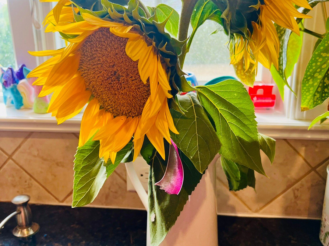 Ort Farms-Long Valley必去景点