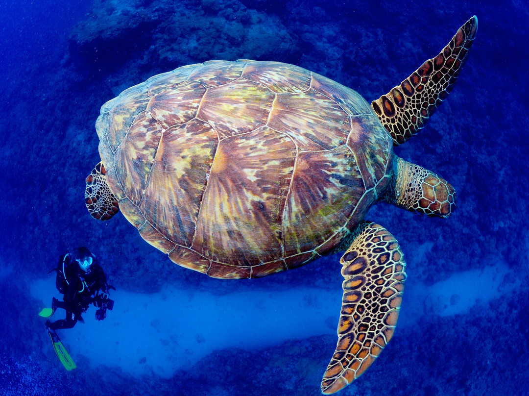 Diving World-大湾必去景点