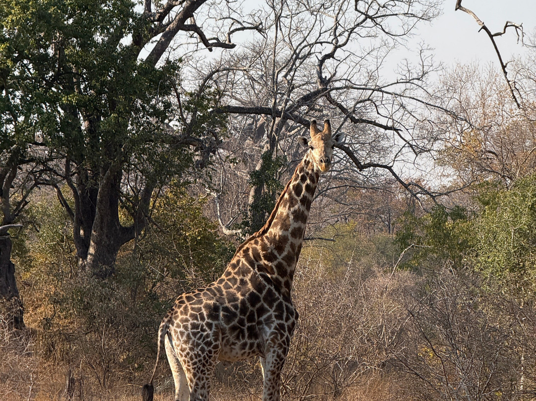 Murenje Eco Safaris-West Nicholson必去景点