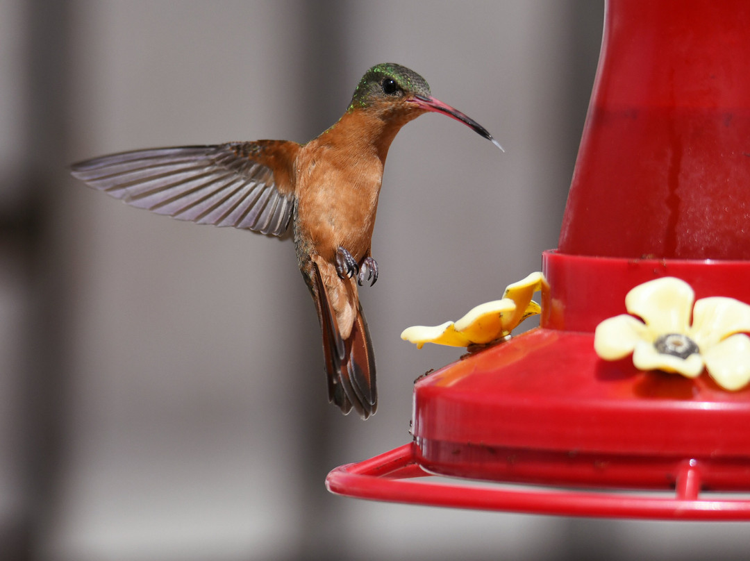 Birding with Steven-普拉亚德尔卡曼必去景点