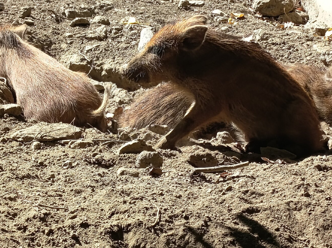 Parc Animalier d'Introd-Introd必去景点