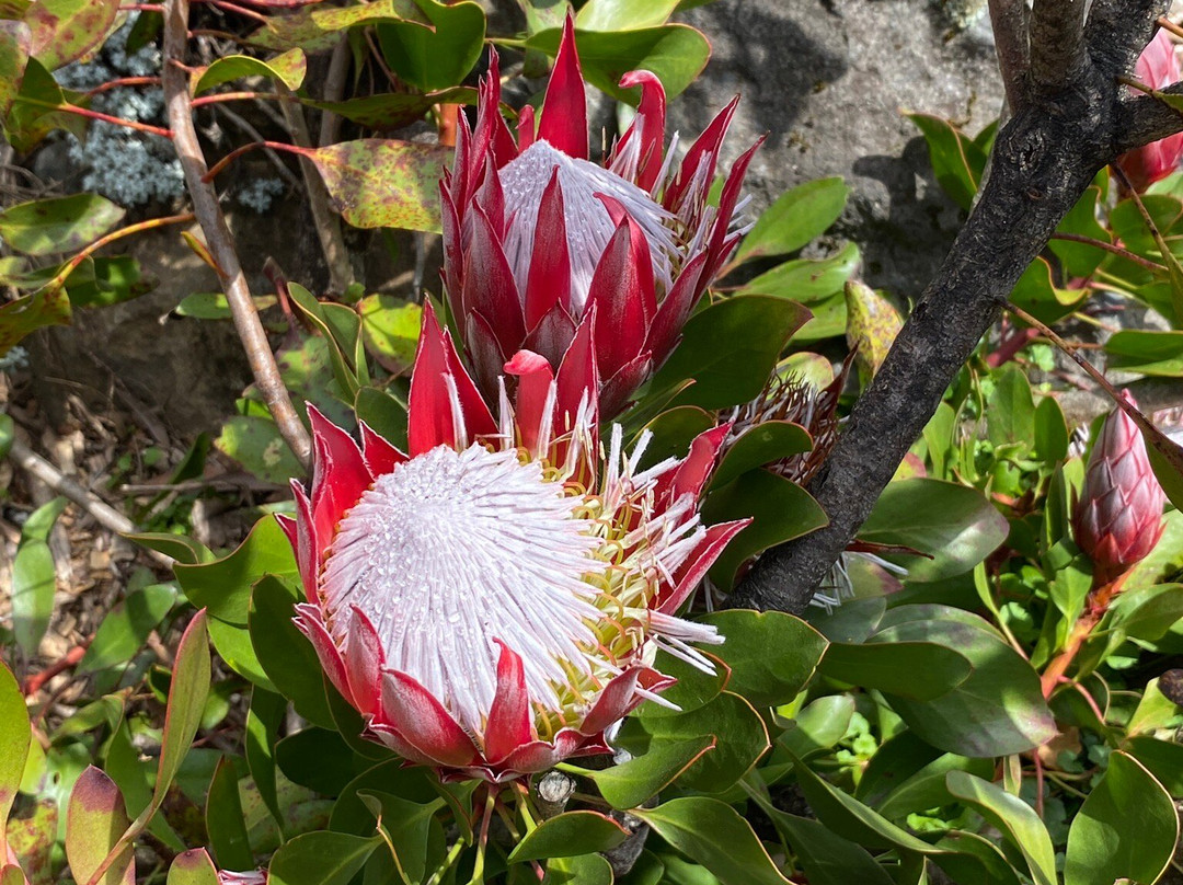 The Blue Mountains Botanic Garden-Mount Tomah必去景点