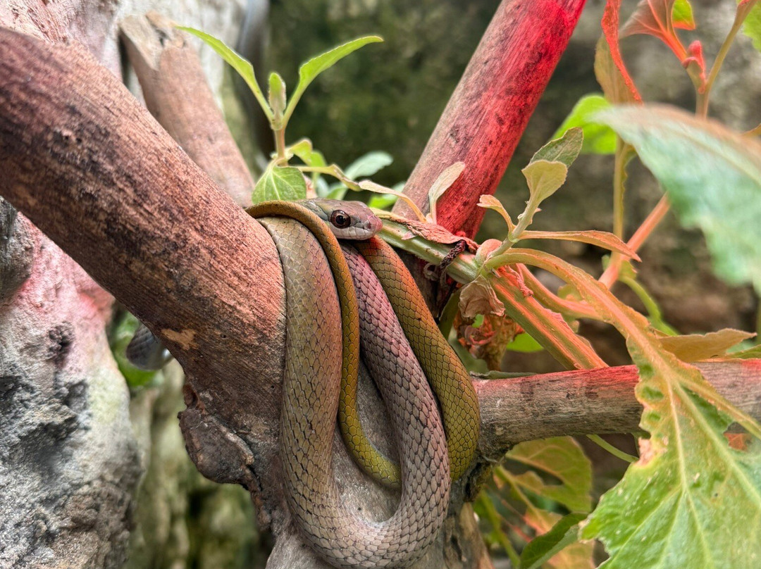 AMARU Bioparque Cuenca Zoologico-昆卡必去景点